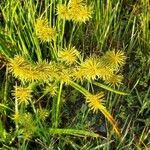 Cyperus strigosus fruit picture by Ken Borgfeldt (cc-by-sa)