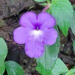 Achimenes longiflora flower picture by vladimir fernandez (cc-by-sa)