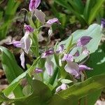 Galearis spectabilis flower picture by valerie collins (cc-by-sa)