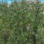 Acacia longifolia habit picture by Trap Hers (cc-by-sa)