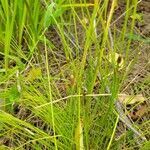 Eleocharis obtusa fruit picture by Matthew Campbell (cc-by-sa)