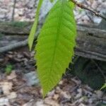 Castanea dentata leaf picture by Mike Williams (cc-by-sa)