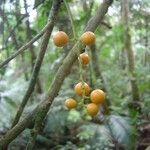 Picramnia ramiflora fruit picture by Renato Lima (cc-by-nc-sa)