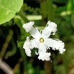 Trichosanthes cucumerina flower picture by ifp660 (cc-by-sa)