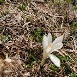 Crocus vernus leaf picture by jack (cc-by-sa)