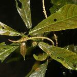 Acalypha apodanthes leaf picture by Nelson Zamora Villalobos (cc-by-nc)