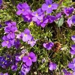 Viola cenisia flower picture by Rudolf Eberli (cc-by-sa)