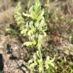 Stachys maritima flower picture by lafon eric (cc-by-sa)