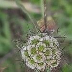 Scabiosa ochroleuca flower picture by Stefana Popova (cc-by-sa)