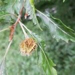 Quercus cerris fruit picture by Thoelke William (cc-by-sa)