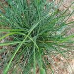 Tragopogon crocifolius leaf picture by Aurelio Peña (cc-by-sa)