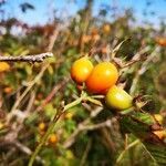 Rosa corymbifera fruit picture by Udo Herkommer (cc-by-sa)