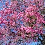 Handroanthus impetiginosus flower picture by JP Corrêa Carvalho (cc-by-sa)