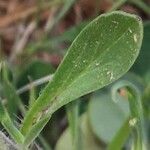 Silene nocturna leaf picture by Daniel Barthelemy (cc-by-sa)