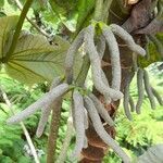 Cecropia schreberiana flower picture by Trap Hers (cc-by-sa)