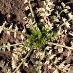 Lepidium didymum habit picture by Piaggio Juan (cc-by-sa)