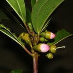 Blakea maurofernandeziana fruit picture by Nelson Zamora Villalobos (cc-by-nc)