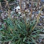 Plantago alpina leaf picture by F. Manzano (cc-by-sa)