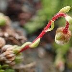 Saxifraga bryoides fruit picture by Yoan MARTIN (cc-by-sa)