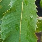 Banksia robur leaf picture by ian connop (cc-by-sa)