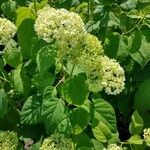 Hydrangea arborescens flower picture by Grace Groters (cc-by-sa)