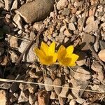 Sternbergia clusiana flower picture by nagihan acar (cc-by-sa)