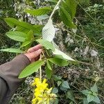 Crotalaria micans leaf picture by Kamthenlal Dimngel (cc-by-sa)