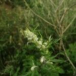 Artemisia vulgaris flower picture by Vera Mon (cc-by-sa)