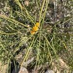 Acacia sclerosperma flower picture by Rina Jeger (cc-by-sa)