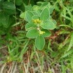 Lespedeza hirta leaf picture by Clara Stevens (cc-by-sa)