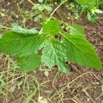 Physalis philadelphica leaf picture by Silva Jorge (cc-by-sa)