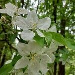 Malus domestica flower picture by Daan Schrauwen (cc-by-sa)