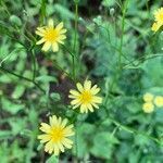 Crepis pulchra flower picture by Anne Niehoff (cc-by-sa)