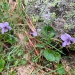 Viola palustris flower picture by garcia (cc-by-sa)