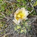 Tephrocactus aoracanthus flower picture by Trap Hers (cc-by-sa)