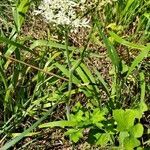 Heracleum austriacum habit picture by Jean-Marie Frenoux (cc-by-sa)