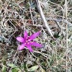 Colchicum cupanii flower picture by Guylaine Buge (cc-by-sa)