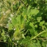 Arctium minus leaf picture by Myriam Chavel (cc-by-sa)