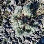 Helichrysum italicum habit picture by Plantae Lucorum (cc-by-sa)