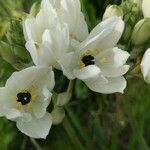 Ornithogalum arabicum flower picture by nadal Albert (cc-by-sa)