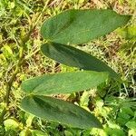 Bauhinia forficata leaf picture by Trap Hers (cc-by-sa)