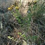 Hypericum perfoliatum habit picture by astrobio . exe (cc-by-sa)