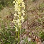 Orchis provincialis flower picture by Thomas Alberti (cc-by-sa)