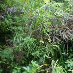 Geniostoma borbonicum habit picture by E. Mouysset (cc-by-sa)