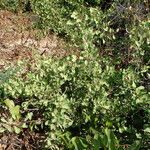 Gymnosporia senegalensis habit picture by Sylvain Piry (cc-by-sa)