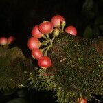 Siparuna gesnerioides fruit picture by Nelson Zamora Villalobos (cc-by-nc)