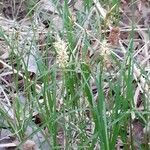 Carex brizoides habit picture by Pietro Brignoli (cc-by-sa)