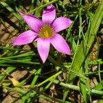 Romulea rosea flower picture by Vasili Slapik (cc-by-sa)