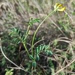 Hippocrepis rupestris leaf picture by Romero Sánchez (cc-by-sa)