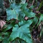 Asplenium hemionitis leaf picture by Zweers Luuk (cc-by-sa)